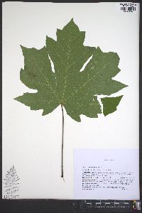 Acer macrophyllum image