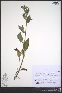 Pentaglottis sempervirens image