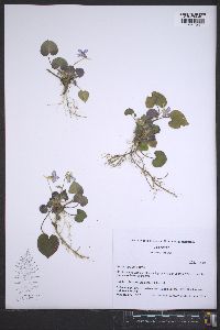 Viola rostrata image