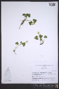 Viola pubescens var. scabriuscula image