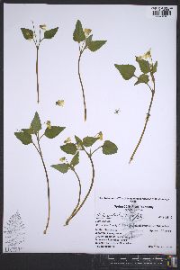 Viola palmata image