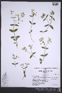 Stellaria pubera image