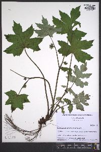 Hydrophyllum appendiculatum image