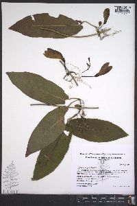 Bignonia capreolata image