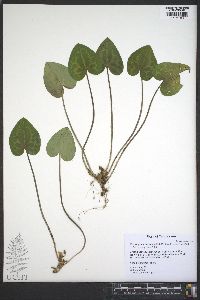 Hexastylis shuttleworthii image