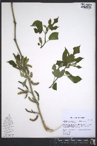 Broussonetia papyrifera image