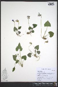 Viola palmata image