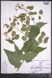 Lunaria annua image