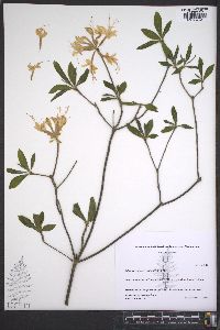 Rhododendron canescens image