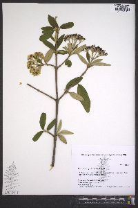 Viburnum rhytidophyllum image