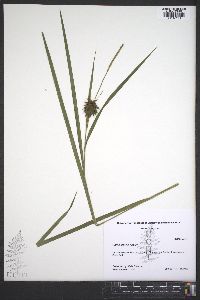 Carex grayi image