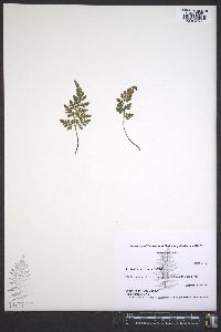 Asplenium montanum image