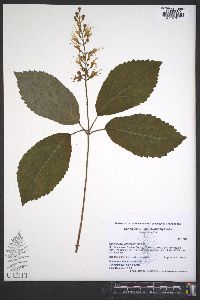 Collinsonia verticillata image