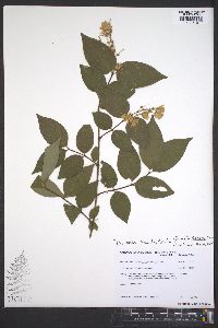 Deutzia crenata image