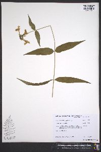 Phlox glaberrima image