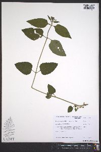 Scutellaria pseudoserrata image