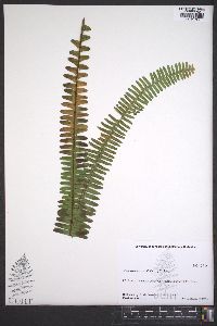 Nephrolepis cordifolia image