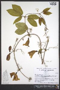 Bignonia capreolata image