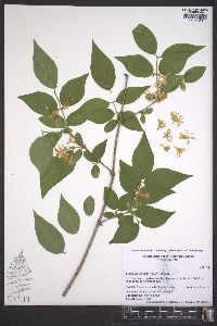 Lonicera maackii image