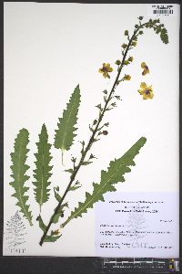 Verbascum blattaria image