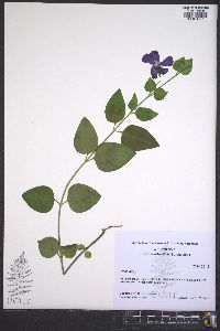 Vinca major image