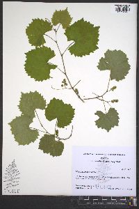 Vitis rotundifolia image