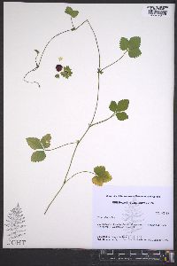 Potentilla indica image