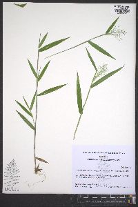 Dichanthelium acuminatum subsp. acuminatum image