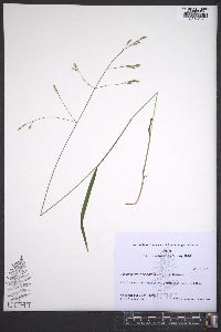 Festuca subverticillata image