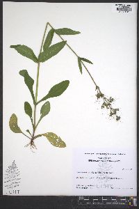 Valerianella umbilicata image