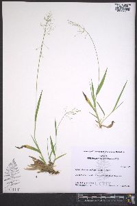 Dichanthelium laxiflorum image