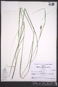 Carex caroliniana image