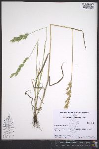 Bromus hordeaceus image