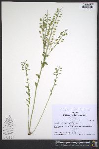 Lepidium campestre image