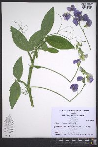 Lathyrus vestitus var. vestitus image