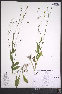 Crepis pulchra image