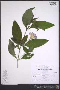 Ruellia strepens image