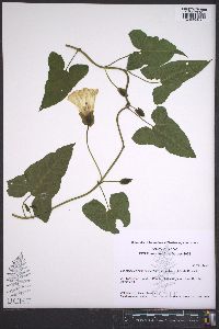 Calystegia silvatica image