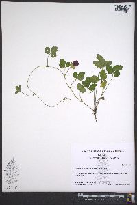 Potentilla indica image