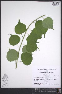 Celastrus orbiculatus image