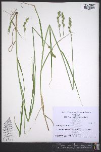 Carex projecta image