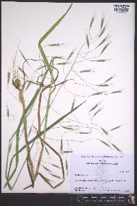 Bromus sterilis image