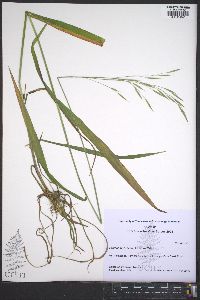 Bromus pubescens image