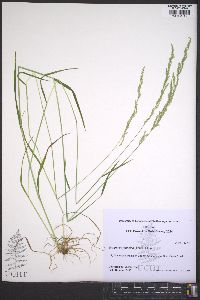 Eragrostis japonica image