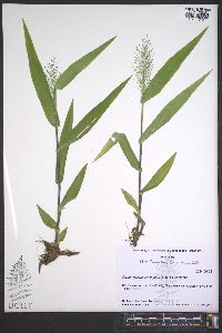 Dichanthelium polyanthes image