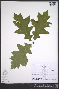 Quercus coccinea image