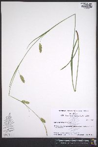 Carex cherokeensis image