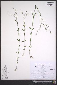 Linum virginianum image