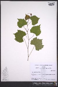 Vitis rotundifolia image