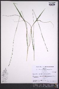 Chasmanthium sessiliflorum image